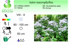 Aster macrophyllus