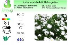 Aster novi-belgii Belosneska