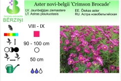 Aster novi-belgii Crimson Brocade