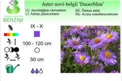Aster novi-belgii Dauerblau