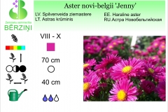 Aster novi-belgii Jenny