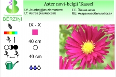 Aster novi-belgii Kassel