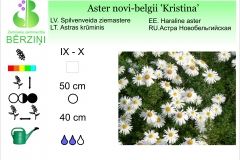 Aster novi-belgii Kristina