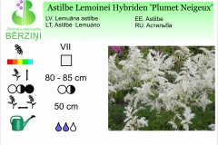 Astilbe Lemoinei Hybriden Plumet Neigeux