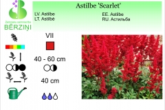 Astilbe Scarlet