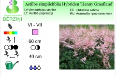 Astilbe Simplicifolia Hybriden Henny Graafland