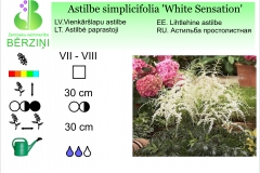 Astilbe Simplicifolia White Sensation
