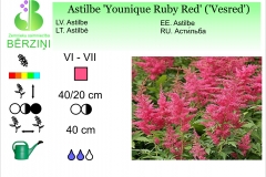 Astilbe Younique Ruby Red