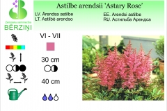 Astilbe arendsii Astary Rose