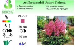 Astilbe arendsii Astary Tiefrosa