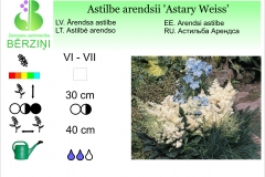 Astilbe arendsii Astary Weiss