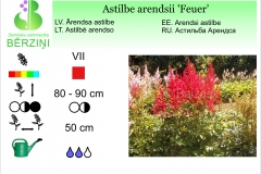 Astilbe arendsii Feuer