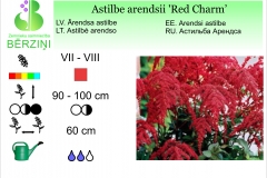 Astilbe arendsii Red Charm