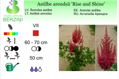 Astilbe arendsii Rise and Shine