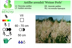 Astilbe arendsii Weisse Perle