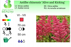 Astilbe chinensis Alive and Kicking
