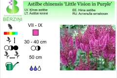 Astilbe chinensis Little Vision in Purple