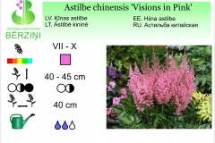 Astilbe chinensis Visions in Pink