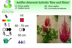 Astilbe chinensis hybrida Rise and Shine