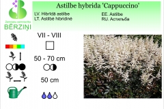 Astilbe hybrida Cappuccino