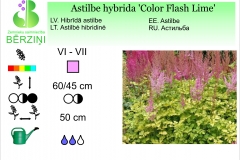 Astilbe hybrida Color Flash Lime