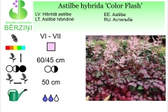 Astilbe hybrida Color Flash
