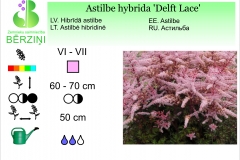 Astilbe hybrida Delft Lace