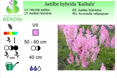 Astilbe hybrida Kaibala