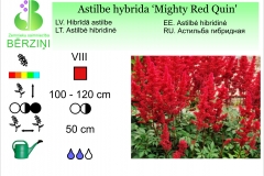 Astilbe hybrida Mighty Red Quin