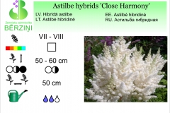 Astilbe hybrids Close Harmony