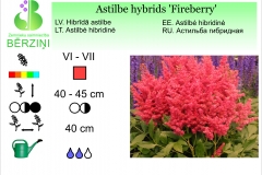Astilbe hybrids Fireberry