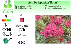Astilbe japonica Bonn
