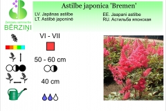 Astilbe japonica Bremen