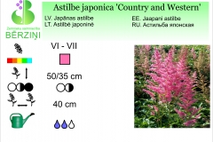 Astilbe japonica Country and Western
