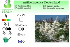 Astilbe japonica Deutschland
