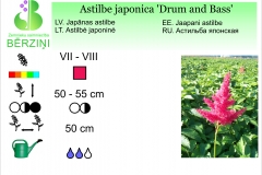 Astilbe japonica Drum and Bass