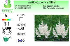 Astilbe japonica Ellie