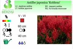 Astilbe japonica Koblenz