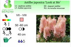 Astilbe japonica Look at Me
