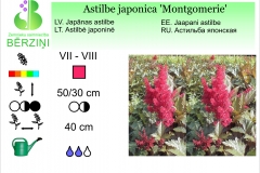 Astilbe japonica Montgomerie