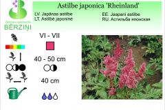Astilbe japonica Rheinland