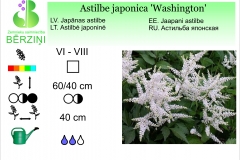 Astilbe japonica Washington