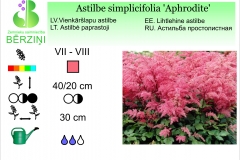 Astilbe simplicifolia Aphrodite