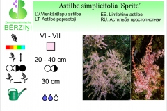 Astilbe simplicifolia Sprite