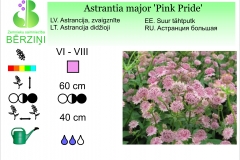 Astrantia major Pink Pride