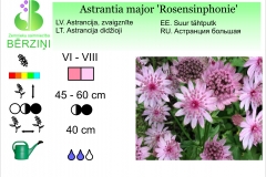 Astrantia major Rosensinphonie