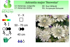 Astrantia major Snowstar