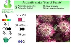 Astrantia major Star of Beauty