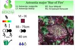 Astrantia major Star of Fire