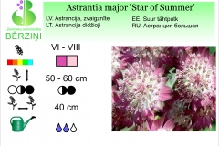 Astrantia major Star of Summer